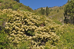 Ceanothus velutinus velutinus