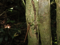 Pseudophasma marmoratum