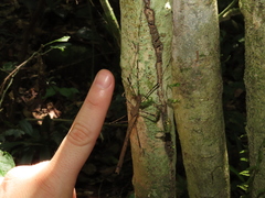 Pseudophasma marmoratum