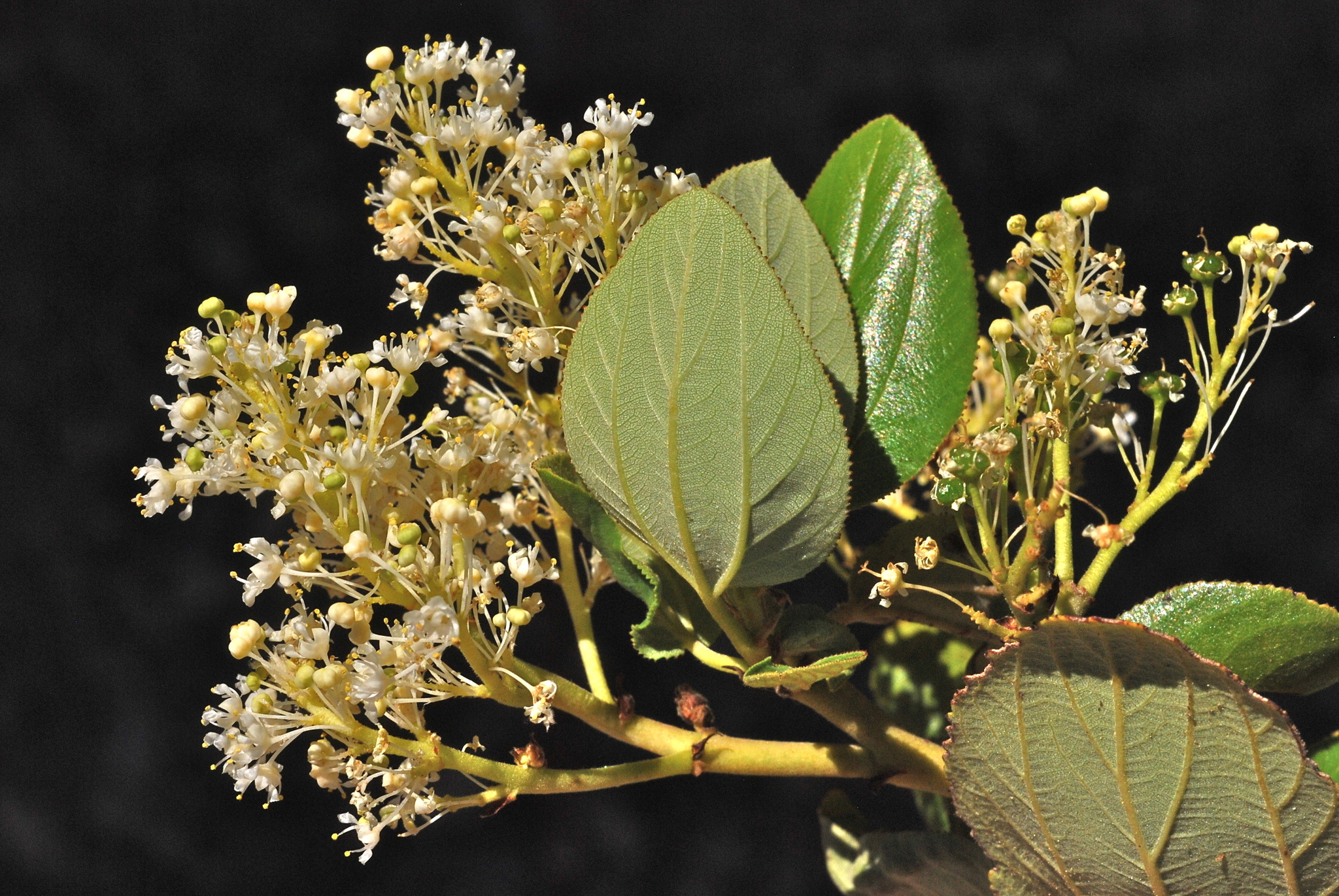 Ceanothus velutinus