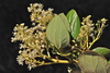 Snowbrush Ceanothus - Photo (c) Jeff Bisbee, some rights reserved (CC BY-NC), uploaded by Jeff Bisbee