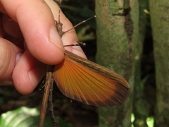 Pseudophasma marmoratum
