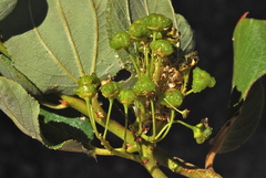 Ceanothus velutinus velutinus