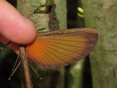 Pseudophasma marmoratum