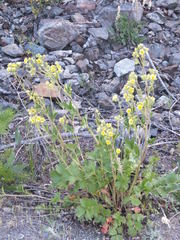 Drymocallis convallaria