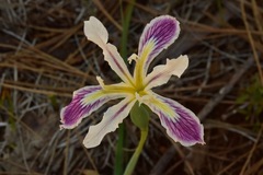 Iris tenuissima
