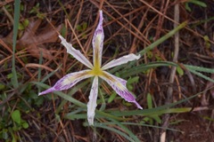 Iris tenuissima