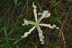 Iris tenuissima purdyiformis