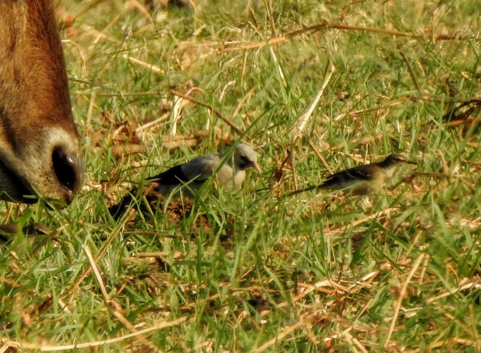 Western Yellow Wagtail
