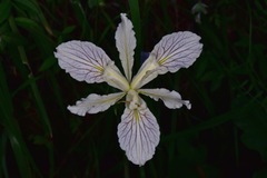 Iris tenax klamathensis