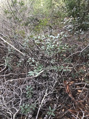 Frangula californica californica