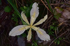 Iris tenax klamathensis