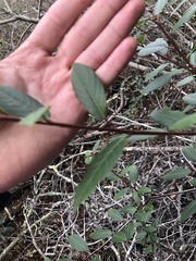 Frangula californica californica