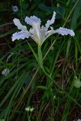 Iris tenax klamathensis
