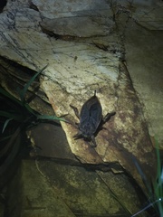 Nepoidea