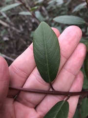 Frangula californica californica