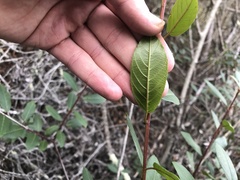 Frangula californica californica