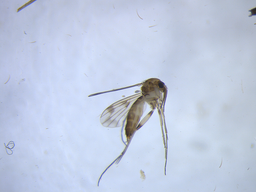 Brevicornu maculatum