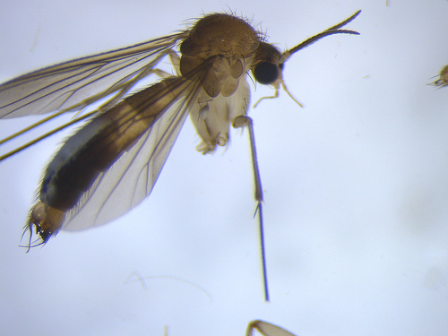 Exechia novaezelandiae