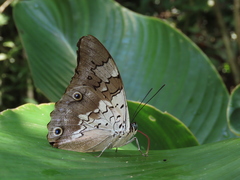 Prepona gnorima gnorima