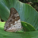 Prepona gnorima gnorima - Photo (c) Lepidoptera Colombiana 🇨🇴, algunos derechos reservados (CC BY-NC), subido por Lepidoptera Colombiana 🇨🇴