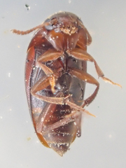 Ptomaphagus