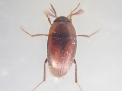 Ptomaphagus