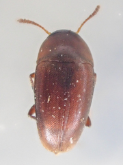 Ptomaphagus