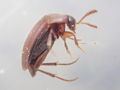 Ptomaphagus
