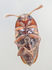Ptomaphagus