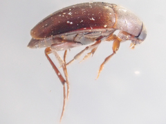 Ptomaphagus