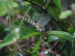 Paragomphus lineatus
