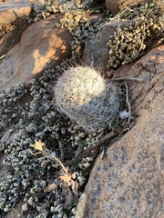 Mammillaria barbata