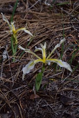 Iris hartwegii pinetorum