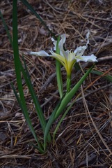 Iris hartwegii pinetorum