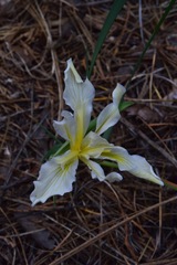 Iris hartwegii pinetorum