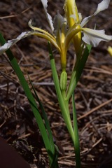 Iris hartwegii pinetorum