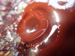 Constantinea simplex