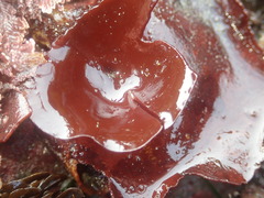 Constantinea simplex