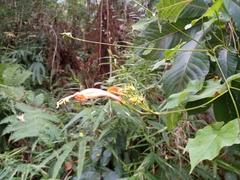 Ipomoea hastigera