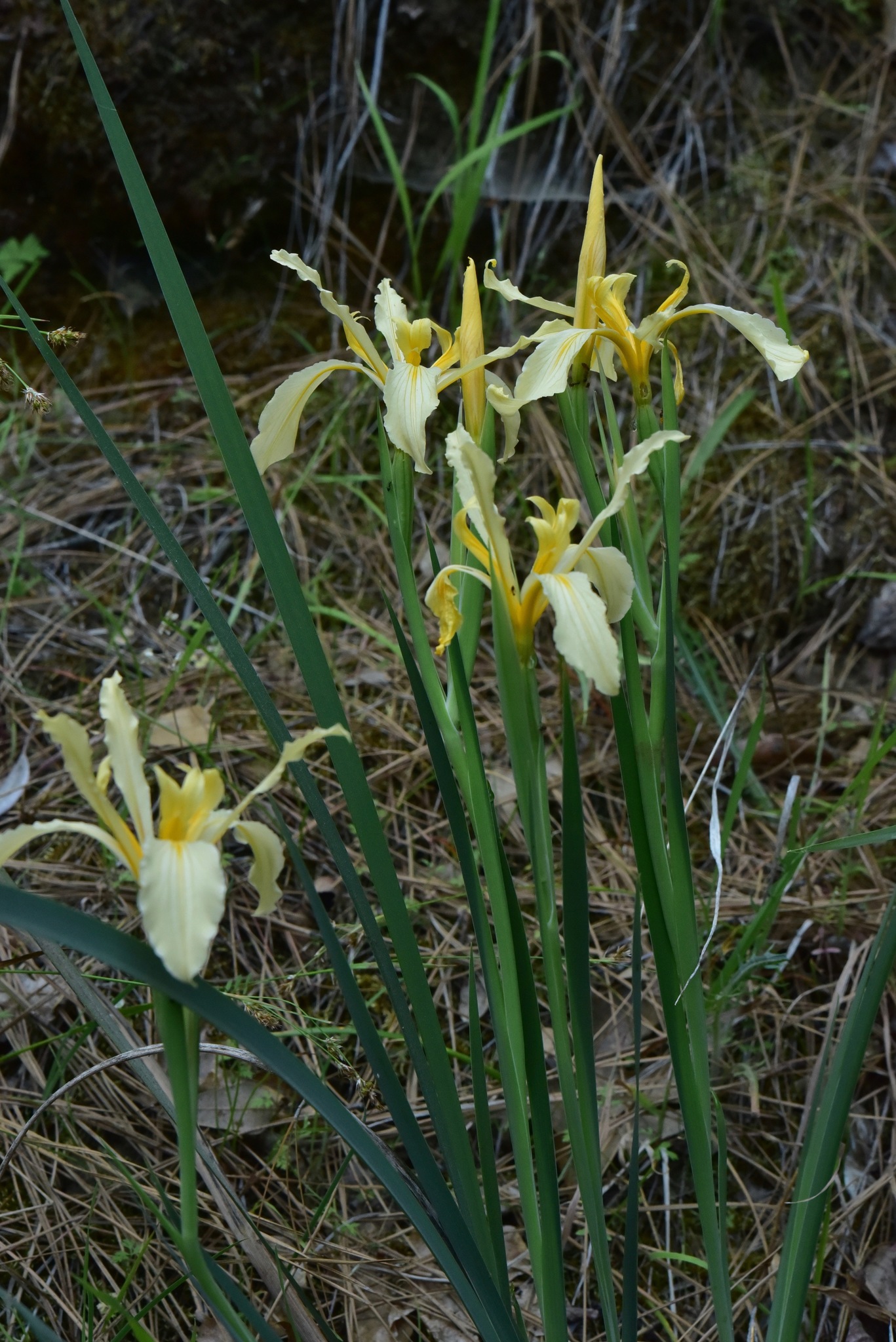 Iris hartwegii ssp. columbiana