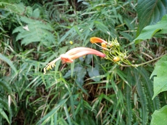 Ipomoea hastigera
