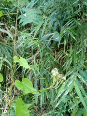 Ipomoea hastigera