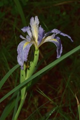 Iris munzii