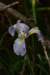 Iris munzii