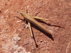 Schistocerca nitens nitens