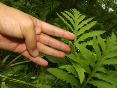 Poa paludigena