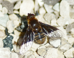 Paravilla separata