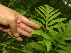 Poa paludigena