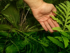 Poa paludigena